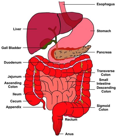 photos of rectum